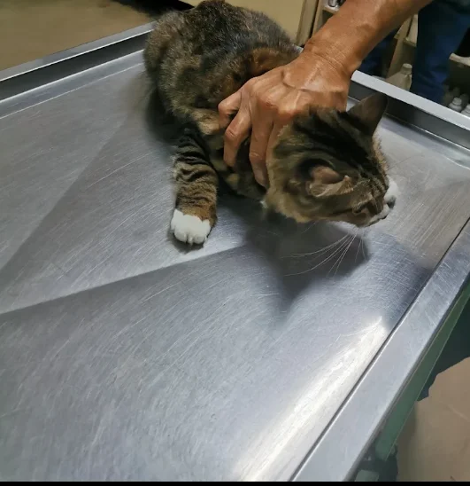珈旭動物醫院