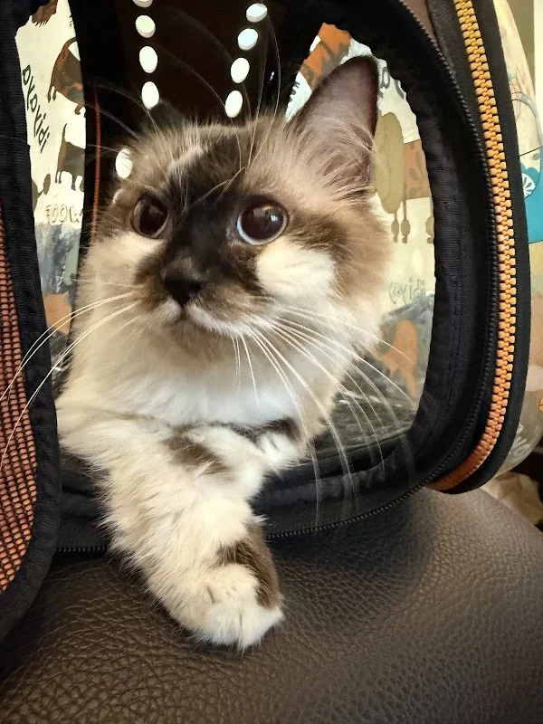 環亞動物醫院